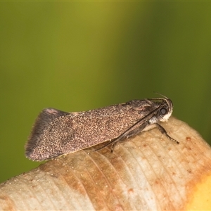 Leistomorpha brontoscopa at Melba, ACT - 17 Sep 2024