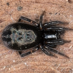 Unverified Spider at Melba, ACT - 17 Sep 2024 by kasiaaus