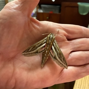 Hippotion celerio (Vine Hawk Moth) at Wungong, WA by Likaba