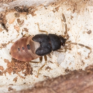 Rhyparochromidae (family) at Melba, ACT - 17 Sep 2024