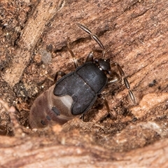 Rhyparochromidae (family) at Melba, ACT - 17 Sep 2024