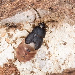 Rhyparochromidae (family) at Melba, ACT - 17 Sep 2024