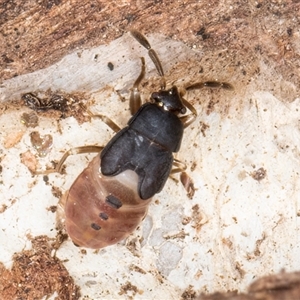 Rhyparochromidae (family) at Melba, ACT - 17 Sep 2024