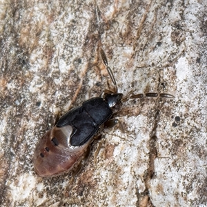 Rhyparochromidae (family) at Melba, ACT - 17 Sep 2024