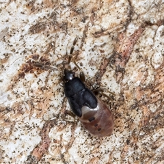 Rhyparochromidae (family) at Melba, ACT - 17 Sep 2024