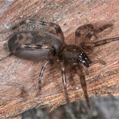 Intruda signata (Ground spider) at Melba, ACT - 17 Sep 2024 by kasiaaus