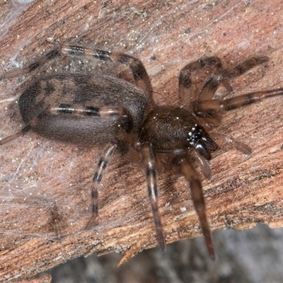 Intruda signata (Ground spider) at Melba, ACT - 17 Sep 2024 by kasiaaus