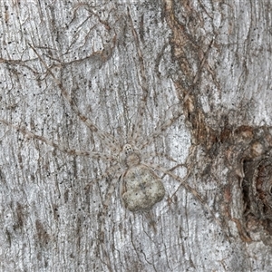 Tamopsis eucalypti at Melba, ACT - 17 Sep 2024