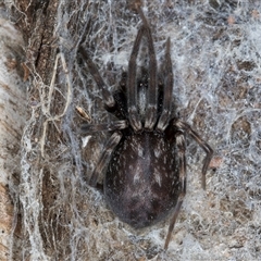 Badumna (genus) (Lattice-web spider) at Melba, ACT - 17 Sep 2024 by kasiaaus