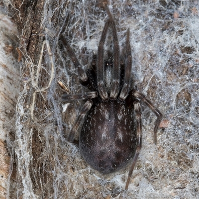 Badumna (genus) (Lattice-web spider) at Melba, ACT - 17 Sep 2024 by kasiaaus