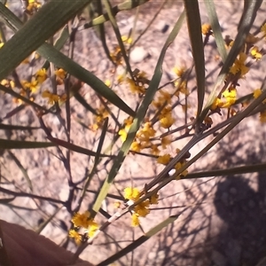 Acacia dawsonii at Cooma, NSW - 18 Sep 2024 01:19 PM