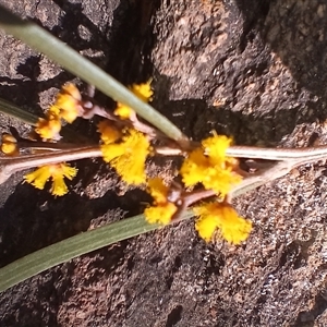 Acacia dawsonii at Cooma, NSW - 18 Sep 2024 01:19 PM