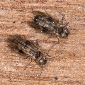 Psocodea 'Psocoptera' sp. (order) at Melba, ACT - 17 Sep 2024