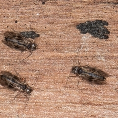 Psocodea 'Psocoptera' sp. (order) at Melba, ACT - 17 Sep 2024