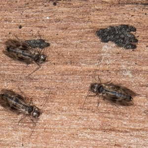 Psocodea 'Psocoptera' sp. (order) at Melba, ACT - 17 Sep 2024