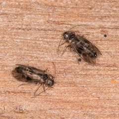 Psocodea 'Psocoptera' sp. (order) at Melba, ACT - 17 Sep 2024