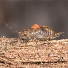 Psocodea 'Psocoptera' sp. (order) at Melba, ACT - 17 Sep 2024