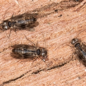 Psocodea 'Psocoptera' sp. (order) at Melba, ACT - 17 Sep 2024