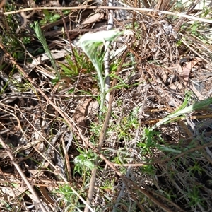 Chrysocephalum semipapposum at Cooma, NSW - 18 Sep 2024