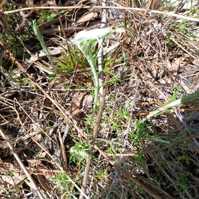 Chrysocephalum semipapposum at Cooma, NSW - 18 Sep 2024 by mahargiani