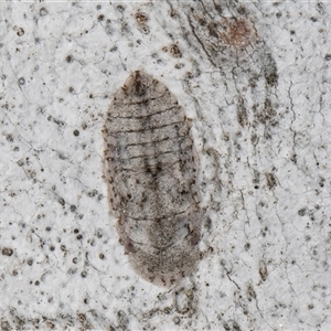 Ledromorpha planirostris at Melba, ACT - 17 Sep 2024