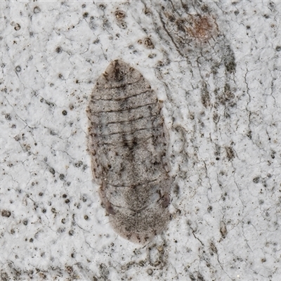 Ledromorpha planirostris (A leafhopper) at Melba, ACT - 17 Sep 2024 by kasiaaus