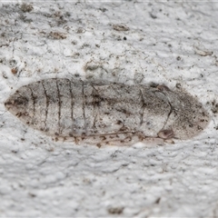 Ledromorpha planirostris at Melba, ACT - 17 Sep 2024