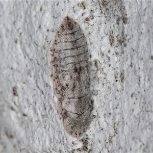 Ledromorpha planirostris at Melba, ACT - 17 Sep 2024