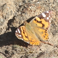 Vanessa kershawi (Australian Painted Lady) at Cooma, NSW - 18 Sep 2024 by mahargiani