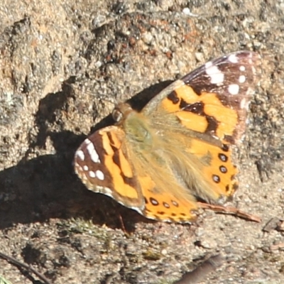 Vanessa kershawi (Australian Painted Lady) at Cooma, NSW - 18 Sep 2024 by mahargiani