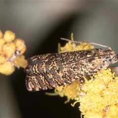 Isochorista panaeolana at Melba, ACT - 17 Sep 2024 01:19 PM