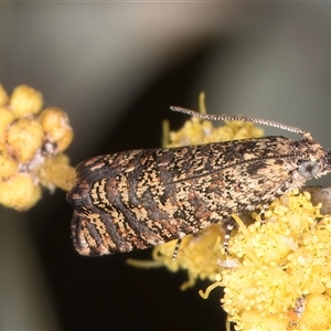 Isochorista panaeolana at Melba, ACT - 17 Sep 2024 01:19 PM