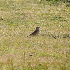 Anthus australis (Australian Pipit) at Chapman, ACT - 18 Sep 2024 by LinePerrins