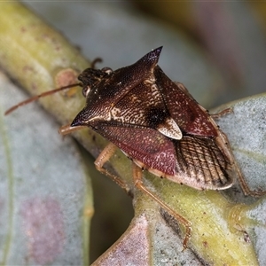 Oechalia schellenbergii at Melba, ACT - 17 Sep 2024