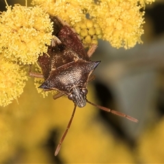 Oechalia schellenbergii at Melba, ACT - 17 Sep 2024 01:27 PM