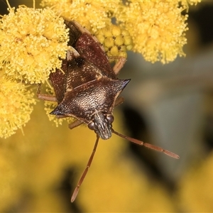 Oechalia schellenbergii at Melba, ACT - 17 Sep 2024