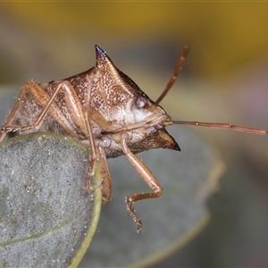 Oechalia schellenbergii at Melba, ACT - 17 Sep 2024