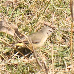 Acanthiza chrysorrhoa (Yellow-rumped Thornbill) at Nicholls, ACT - 16 Sep 2024 by ConBoekel