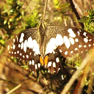 Papilio demoleus at Forde, ACT - 18 Sep 2024