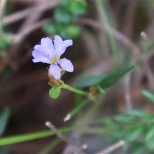 Dampiera stricta at Ulladulla, NSW - 14 Sep 2024