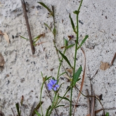 Dampiera stricta at Ulladulla, NSW - 14 Sep 2024