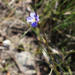 Dampiera stricta (Blue Dampiera) at Porters Creek, NSW - 15 Sep 2024 by Clarel