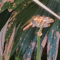 Unidentified Dragonfly or Damselfly (Odonata) at Durack, WA - 18 Sep 2024 by Mike