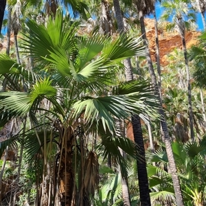 Livistona australis at Durack, WA by Mike