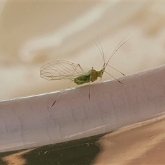 Aphididae (family) at Yass River, NSW - 18 Sep 2024