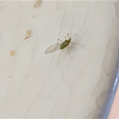 Aphididae (family) at Yass River, NSW - 18 Sep 2024