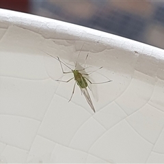 Aphididae (family) at Yass River, NSW - 18 Sep 2024