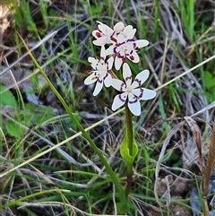 Wurmbea dioica subsp. dioica (Early Nancy) at Hawker, ACT - 7 Sep 2024 by sangio7