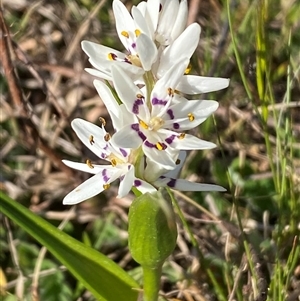 Wurmbea dioica subsp. dioica at Whitlam, ACT - 18 Sep 2024 03:27 PM