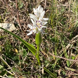 Wurmbea dioica subsp. dioica at Whitlam, ACT - 18 Sep 2024 03:27 PM